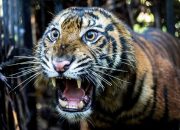 Diduga Keluar Hutan Karena Lapar, Harimau Sumatera Masuk Perangkap BKSDA