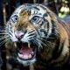 harimau sumatera masuk jebakan BKSDA Sumatera Barat. | Foto: Andri Mardiansyah/Xinhua