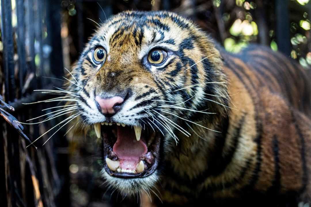 harimau sumatera masuk jebakan BKSDA Sumatera Barat. | Foto: Andri Mardiansyah/Xinhua