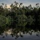 Gambar hutan gambut lindung di Sungai Besar, sepanjang perjalanan di hutan di Riau di Hulu Sungai Serkap. | Foto: Will Rose/Greenpeace