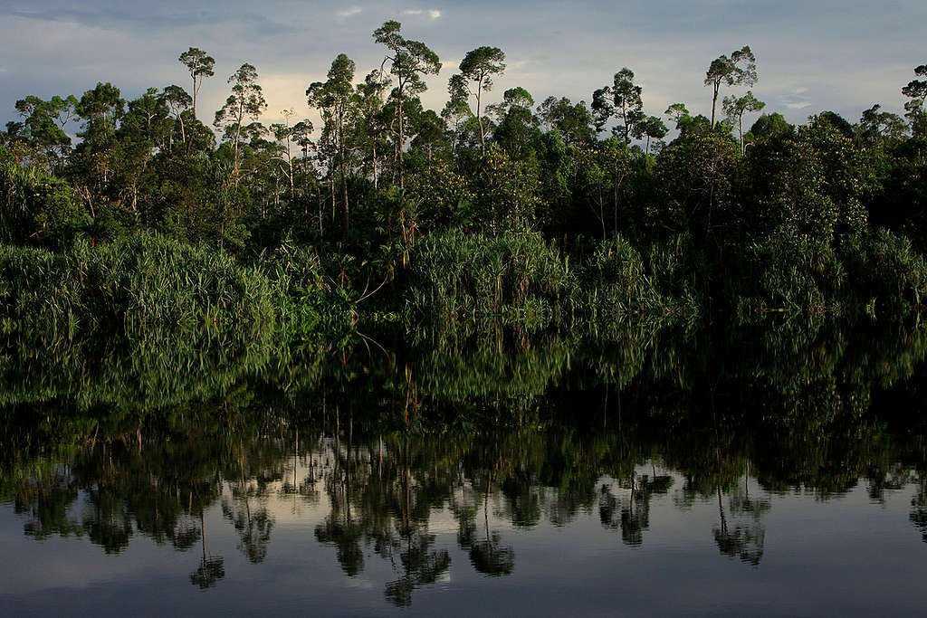 Gambar hutan gambut lindung di Sungai Besar, sepanjang perjalanan di hutan di Riau di Hulu Sungai Serkap. | Foto: Will Rose/Greenpeace