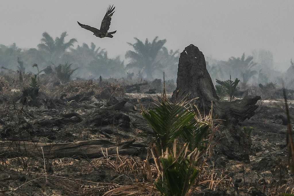 Kebakaran lahan di area perkebunan kelapa sawit. | Foto: Greenpeace