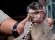 Jual Monyet Ekor Panjang, Pedagang Pasar Satria Bali Kena Razia