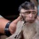 Monyet ekor panjang yang ditemukan saat razia di Pasar Burung Satria. | Foto: Fikri Yusuf/Antara