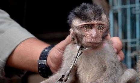 Monyet ekor panjang yang ditemukan saat razia di Pasar Burung Satria. | Foto: Fikri Yusuf/Antara