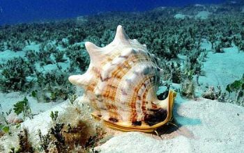 Kerang Kepala Kambing: Moluska Raksasa Cantik Penghuni Dasar Laut
