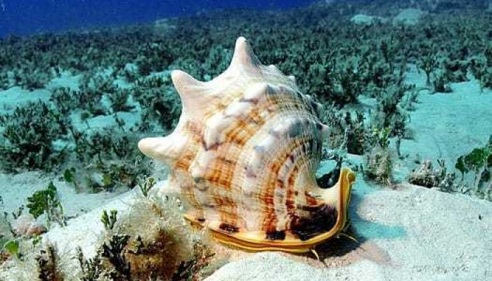 Kerang Kepala Kambing: Moluska Raksasa Cantik Penghuni Dasar Laut