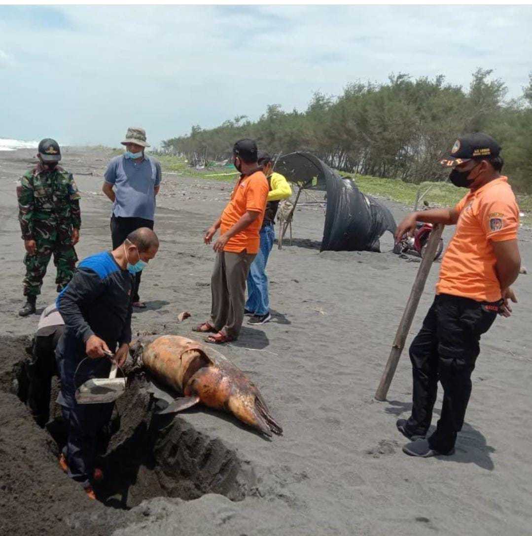 Seekor lumba-lumba mati terdampar dalam keadaan membusuk di di Pantai Pedukuhan III, Dusun Pleret, Kapanewon Panjatan, Kabupaten Kulon Progo. | Foto: Dok. BKSDA Yogyakarta