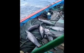 7 ekor lumba-lumba diduga ditangkap di perairan Pacitan, Jawa Timur. | Foto: Tangkapan layar video viral/Inews