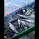 7 ekor lumba-lumba diduga ditangkap di perairan Pacitan, Jawa Timur. | Foto: Tangkapan layar video viral/Inews