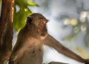 Monyet Ekor Panjang Kabur dari Kandang Pemiliknya di Yogyakarta