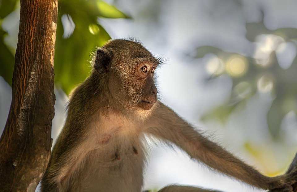 Gambar seekor monyet ekor panjang (Macaca fascicularis). | Foto: Erik Karits/Pixabay