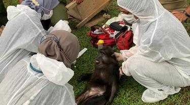 Gambar satu ekor monyet hitam sulawesi yang ditemukan di rumah Bupati Langkat nonaktif, Terbit Rencana Peranginangin. | Foto: Dok. BBKSDA Sumut