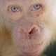 Orangutan albino bernama Alba telah diselamatkan beberapa waktu lalu di Kalimantan Tengah. | Foto: Yayasan BOS