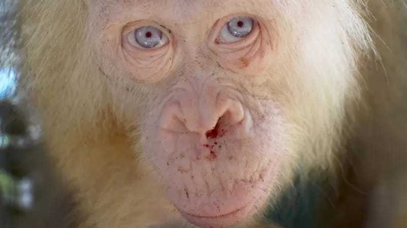 Orangutan albino bernama Alba telah diselamatkan beberapa waktu lalu di Kalimantan Tengah. | Foto: Yayasan BOS