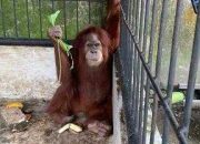 Ditemukan di Rumah Bupati Langkat, Orangutan Sumatera Dikerangkeng