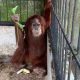 Seekor orangutan sumatera ditemukan di rumah Bupati Langkat nonaktif, Terbit Rencana Peranginangin. | Foto: Dok. BBKSDA Sumut