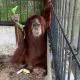 Seekor orangutan sumatera ditemukan di rumah Bupati Langkat nonaktif, Terbit Rencana Peranginangin. | Foto: Dok. BBKSDA Sumut