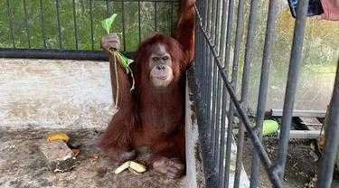Seekor orangutan sumatera ditemukan di rumah Bupati Langkat nonaktif, Terbit Rencana Peranginangin. | Foto: Dok. BBKSDA Sumut