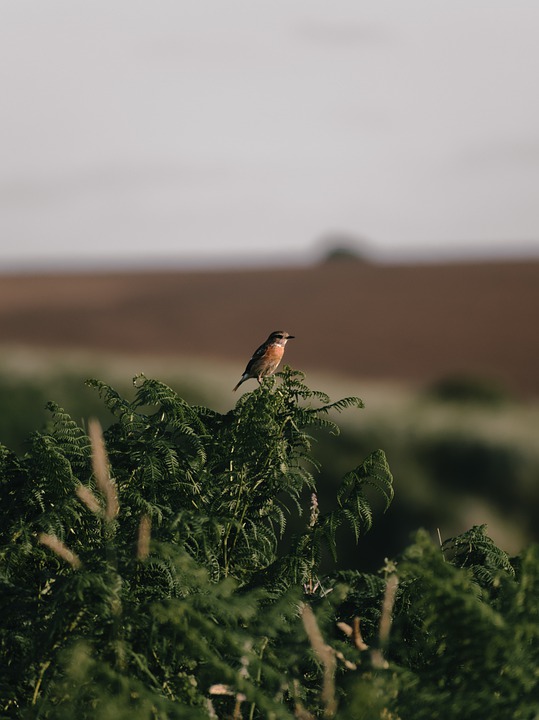 Burung, salah satu satwa liar. | Foto: Joestrakerphotography/Pixabay
