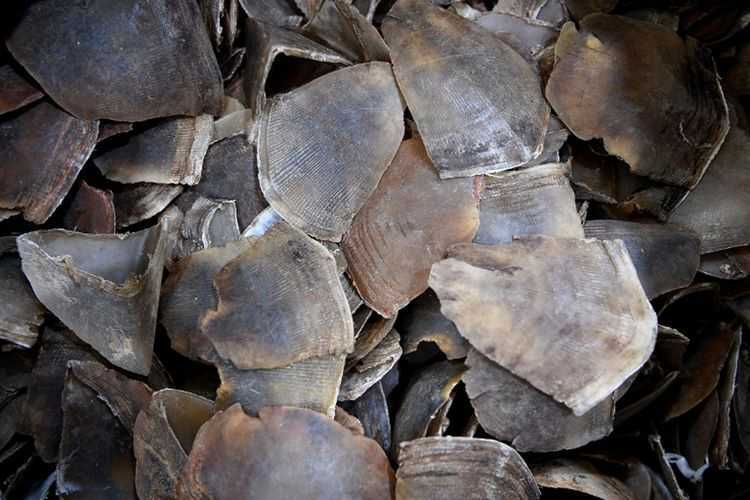 Ilustrasi sisik trenggiling yang sering kali diperdagangkan atau diperjualbelikan. | Foto: Internasional Kompas
