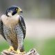 Sosok Alap-alap Kawah (Falco peregrinus) Bermata Tajam | Foto: BBC