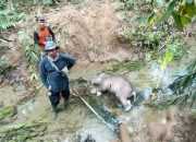 Ditemukan Mati, Bayi Gajah Sumatera Tergeletak di Alur Sungai