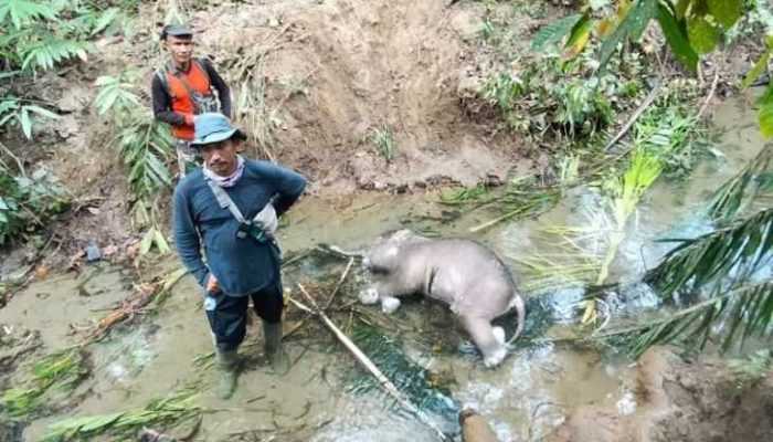Ditemukan Mati, Bayi Gajah Sumatera Tergeletak di Alur Sungai