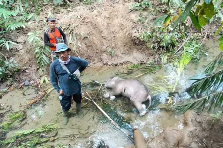 Satu individu bayi gajah sumatera ditemukan mati di alur sungai di kawasan Gampong Cot Seutui, Kecamatan Mila, Kabupaten Pidie, Aceh. | Foto: Antara/HO/BKSDA Aceh