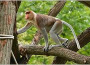 Peneliti Satwa sebut Puluhan Ribu Orangutan dan Bekantan Terancam Punah