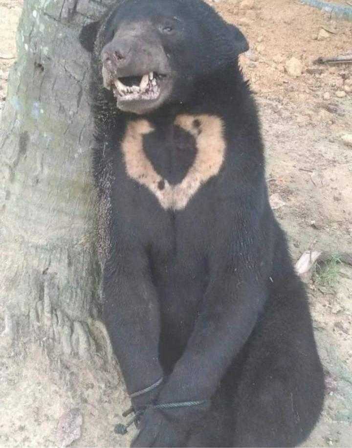 Sebuah foto viral keluarga berfoto dengan beruang madu (satwa dilindungi) dalam keadaan mati dan terjerat. | Foto: Cinta Satwa Liar