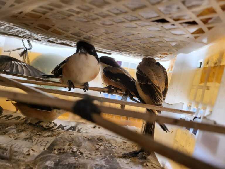 Penyelundupan sebanyak 3.767 satwa liar dari berbagai jenis burung berhasil digagalkan oleh Kepolisian Sektor Kawasan Pelabuhan (KSKP) Bakauheni. | Foto: Diskursusnetwork
