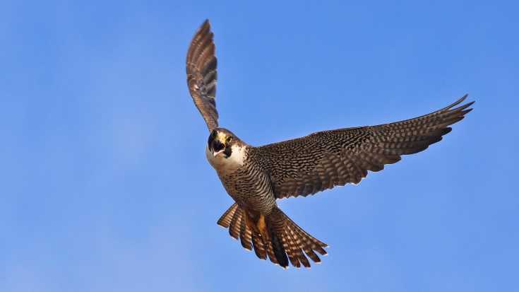 Potret burung alap-alap kawah (Falco peregrinus) yang sedang mengepakkan sayapnya | Foto: nps.gov