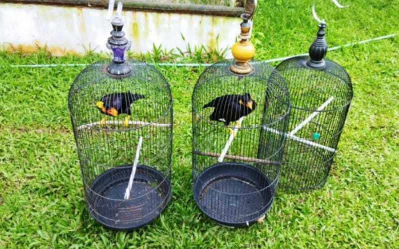 Dua burung langka yang diamankan dari kediaman Bupati Langkat nonaktif, Terbit Perangin Angin. | Foto: Istimewa/Bisnis.com