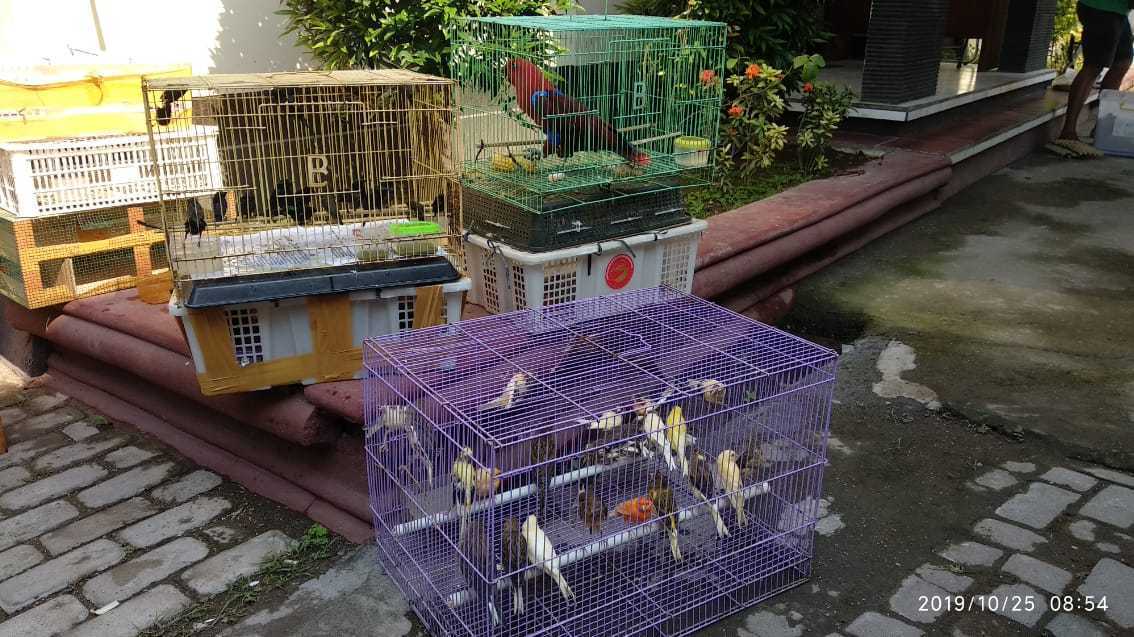 Gambar satwa liar yang diamankan pada Oktober 2019, terdiri dari burung dilindungi dan tanpa dokumen di Pelabuhan Lembar, NTB. | Foto: Dok. KSDAE