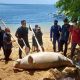 Gambar saat seekor dugong yang ditemukan terdampar dalam keadaan mati dan membusuk tengah dikuburkan. | Foto: Dok. BPSPL Denpasar