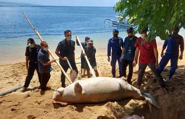 Gambar saat seekor dugong yang ditemukan terdampar dalam keadaan mati dan membusuk tengah dikuburkan. | Foto: Dok. BPSPL Denpasar