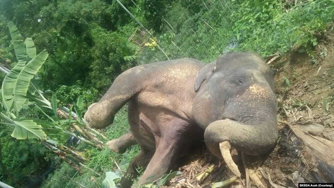 Ilustrasi gajah sumatera yang ditemukan mati di perkebunan masyarakat di Desa Tuha Lala, Kecamatan Mila, Kabupaten Pidie, Aceh, Rabu (9/92020). | Foto: Courtesy/BKSDA Aceh