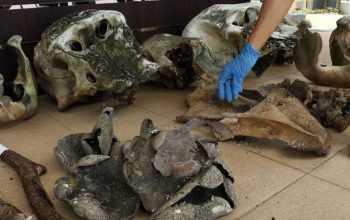 Bagian tubuh 5 ekor gajah sumatera yang mati dibunuh dengan cara disetrum listrik. | Foto: Junaidi Hanafiah/Mongabay Indonesia