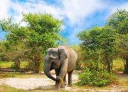Tersisa 50 Ekor, Gajah Sumatera Kini Makin Terdesak di Habitatnya