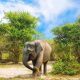 Seekor gajah sumatera di Taman Wisata Alam Seblat Bengkulu Utara. | Foto: Sofian Rafflesia/Save Gajah Seblat