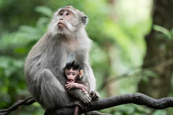 Gambar seekor induk monyet dan anaknya. | Foto: IDN Times