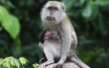 Berhenti Kasih Makan Monyet di Persimpangan Jalan