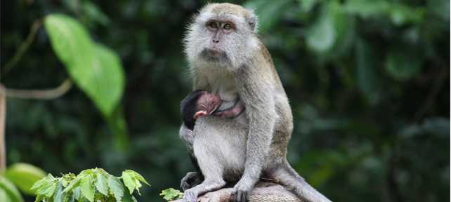 Gambar seekor monyet ekor panjang. | Foto: IPB
