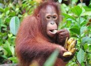 Area Konservasi Orangutan Diduga Diserobot Perusahaan Pertambangan