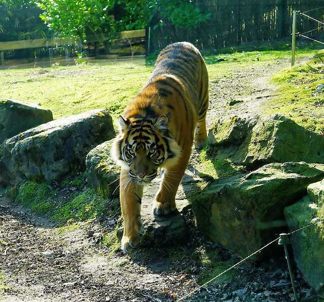 Ilustrasi harimau sumatera (Panthera tigris sumatrae). | Foto: Kapa65/Pixabay