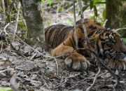 Masuk Permukiman, Harimau Sumatera Kekurangan Pakan di Hutan