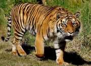 Tak Banyak Tersisa di Hutan, Populasi Harimau Sumatera Harus Dijaga!