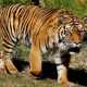Ilustrasi harimau sumatera (Panthera tigris sumatrae). | Foto: Indeks News