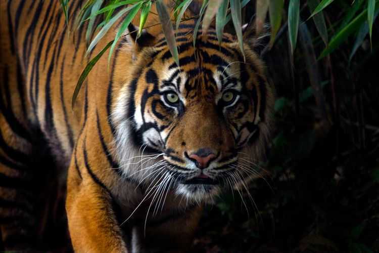 Ilustrasi seekor harimau sumatera (Panthera tigris sumatrae) | Foto: Tom117/Shutterstock/Kompas